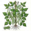 BEAN Seeds, Kentucky Wonder Pole