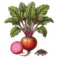 BEET Seeds, Chioggia