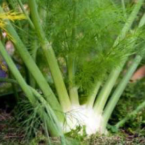 FENNEL Seeds, Sweet