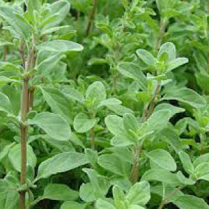 MARJORAM Seeds, Sweet