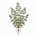 OREGANO Seeds