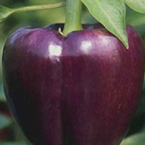 PEPPER Seeds, Purple Beauty