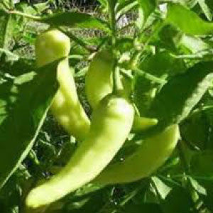 PEPPER Seeds, Sweet Banana