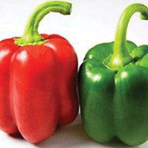 PEPPER Seeds, Yolo Wonder