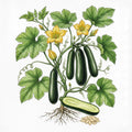 SQUASH Seeds, Black Beauty