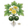 SQUASH Seeds, Zucchini Round