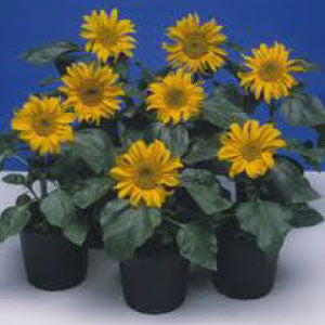 SUNFLOWER Seeds, Incredible Dwarf