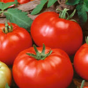 TOMATO Seeds, German Johnson
