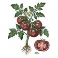 TOMATO Seeds, Cherokee Purple