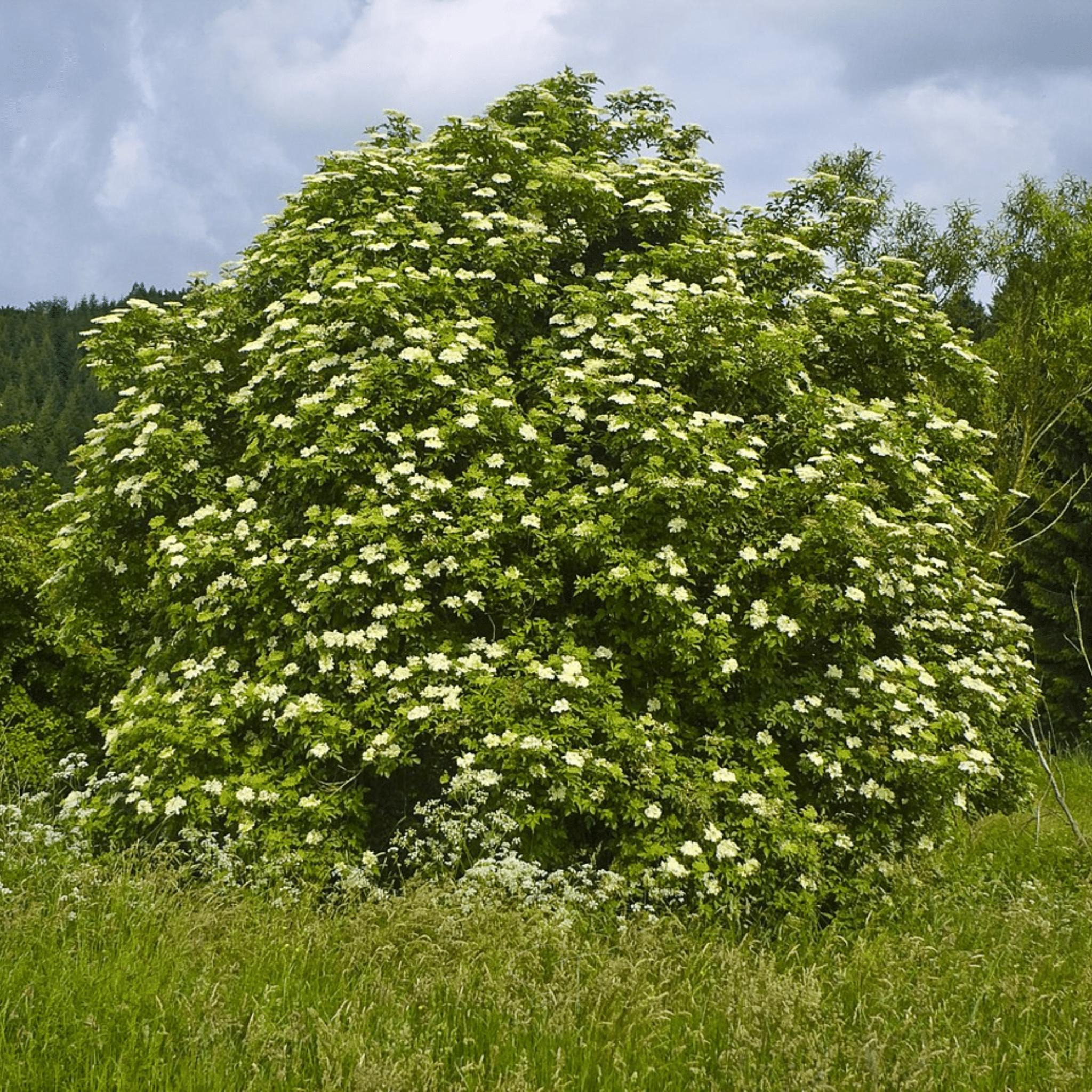American Black Elderberry – 50 Seeds