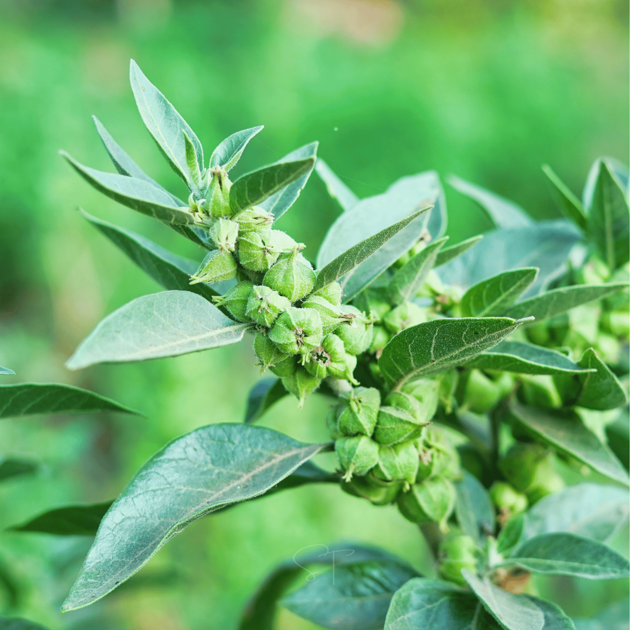 Ashwagandha (Indian Ginseng) – 30 Seeds