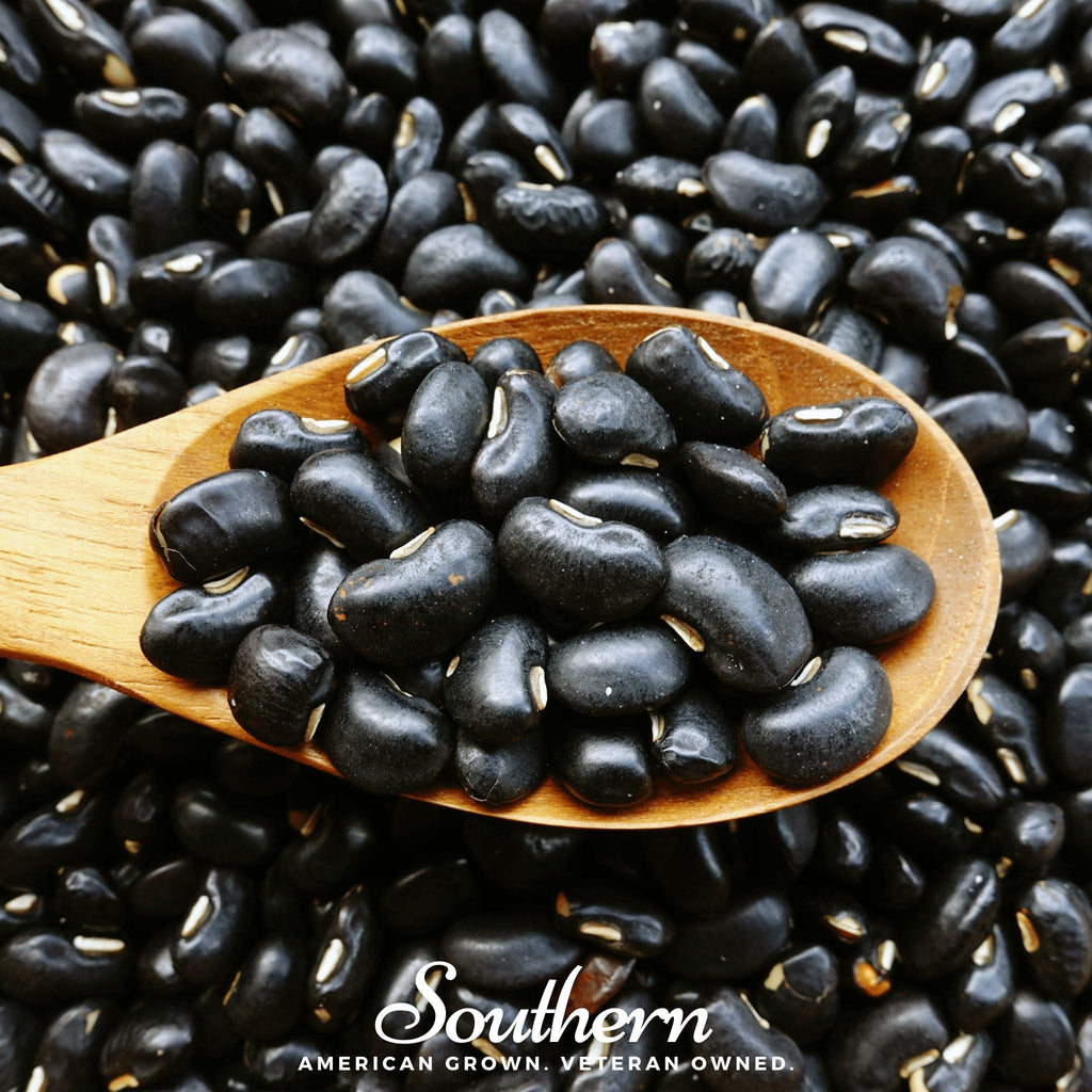 Black Coco Bean (Bush) – 30 Seeds
