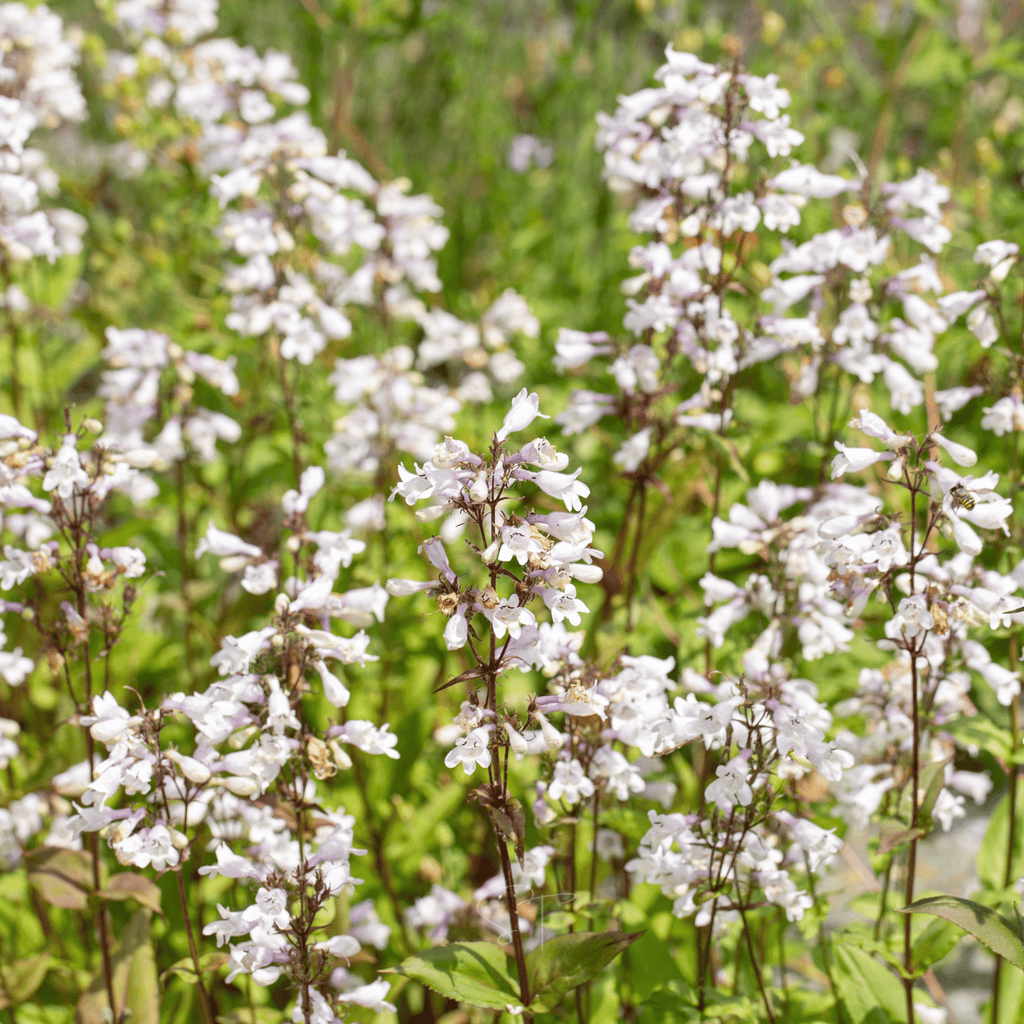 Beardtongue Foxglove – 200 Seeds