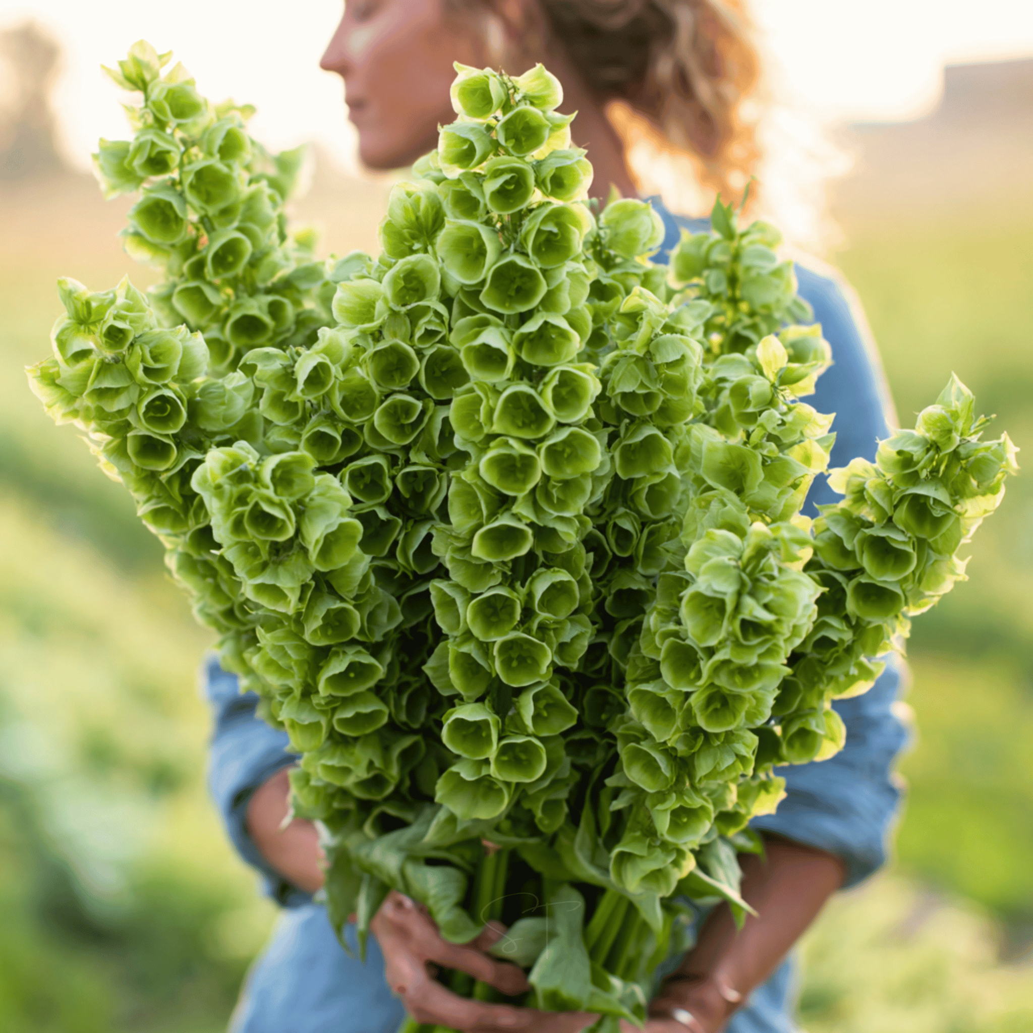 Bells of Ireland – 100 Seeds
