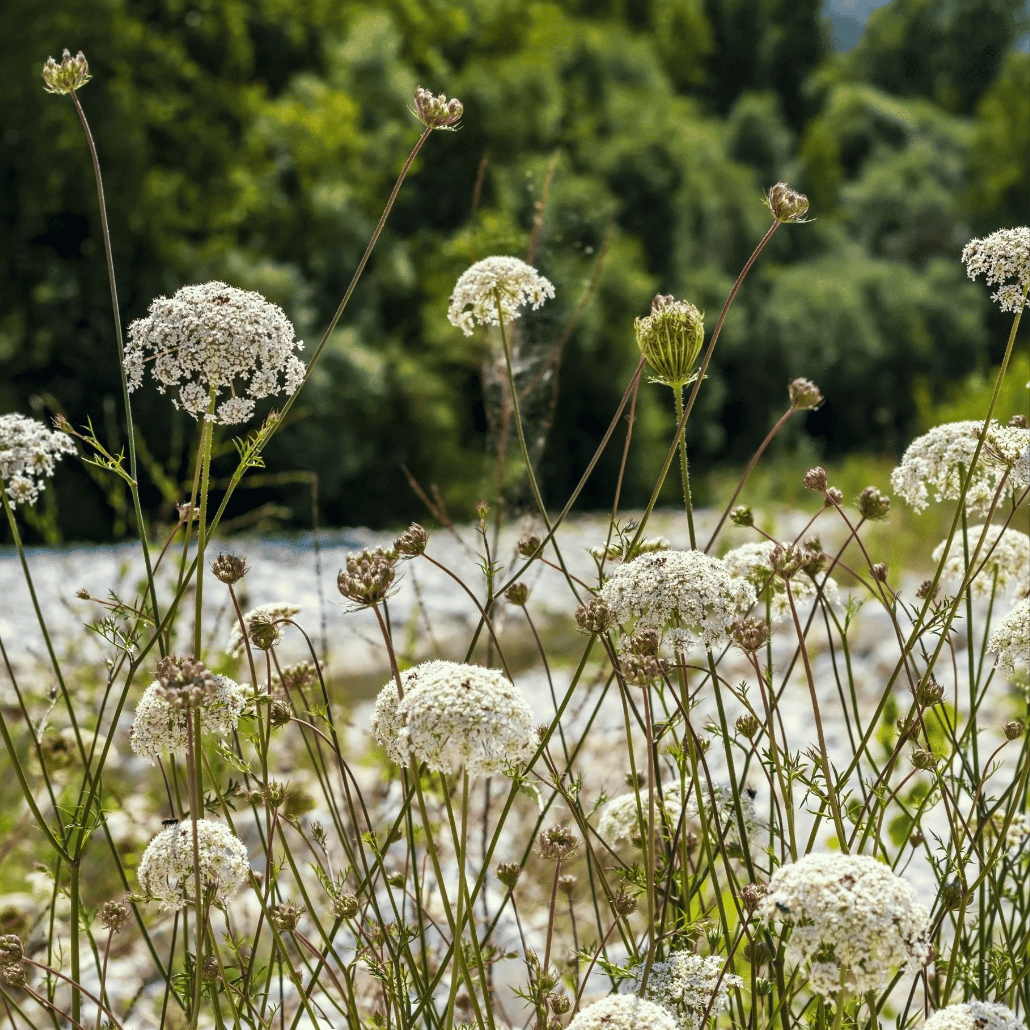 Bishop’s Flower (Wild Carrot) – 500 Seeds