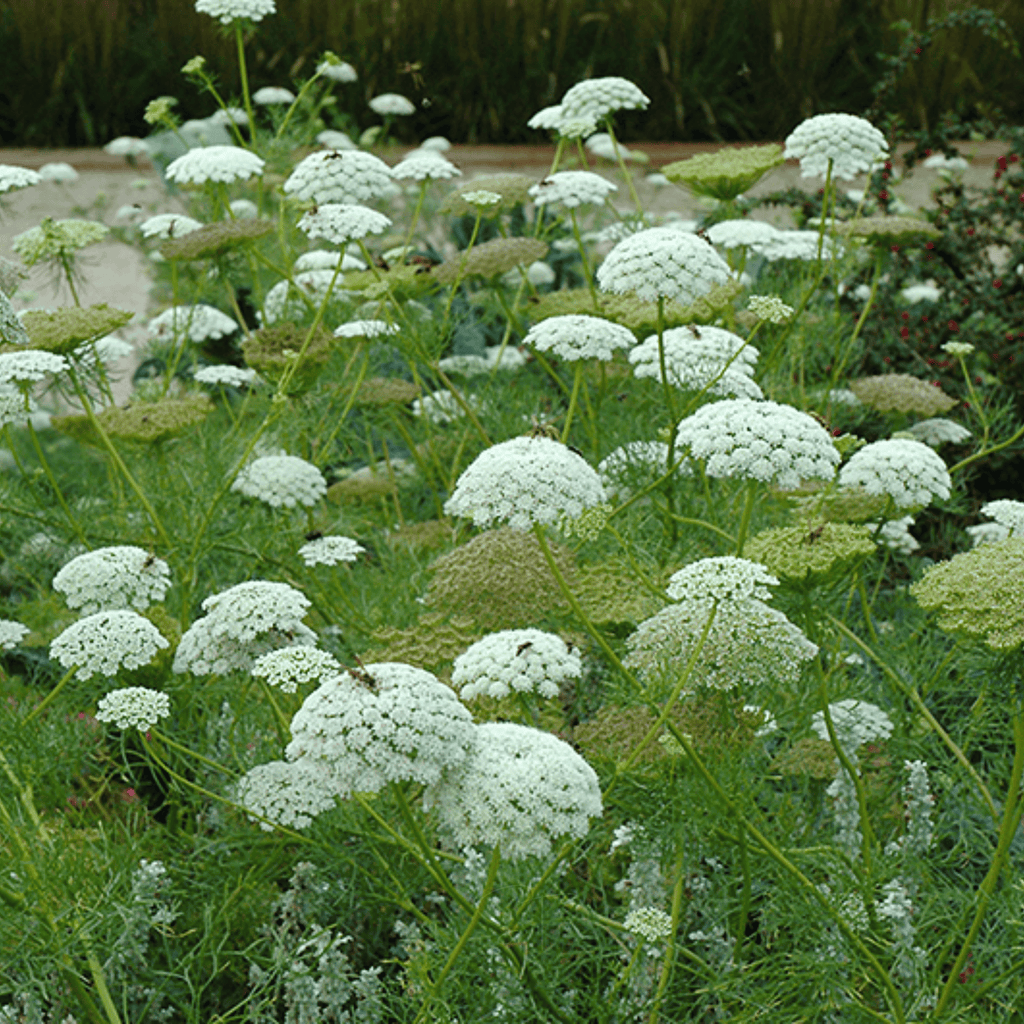 Bishop’s Flower (Wild Carrot) – 500 Seeds
