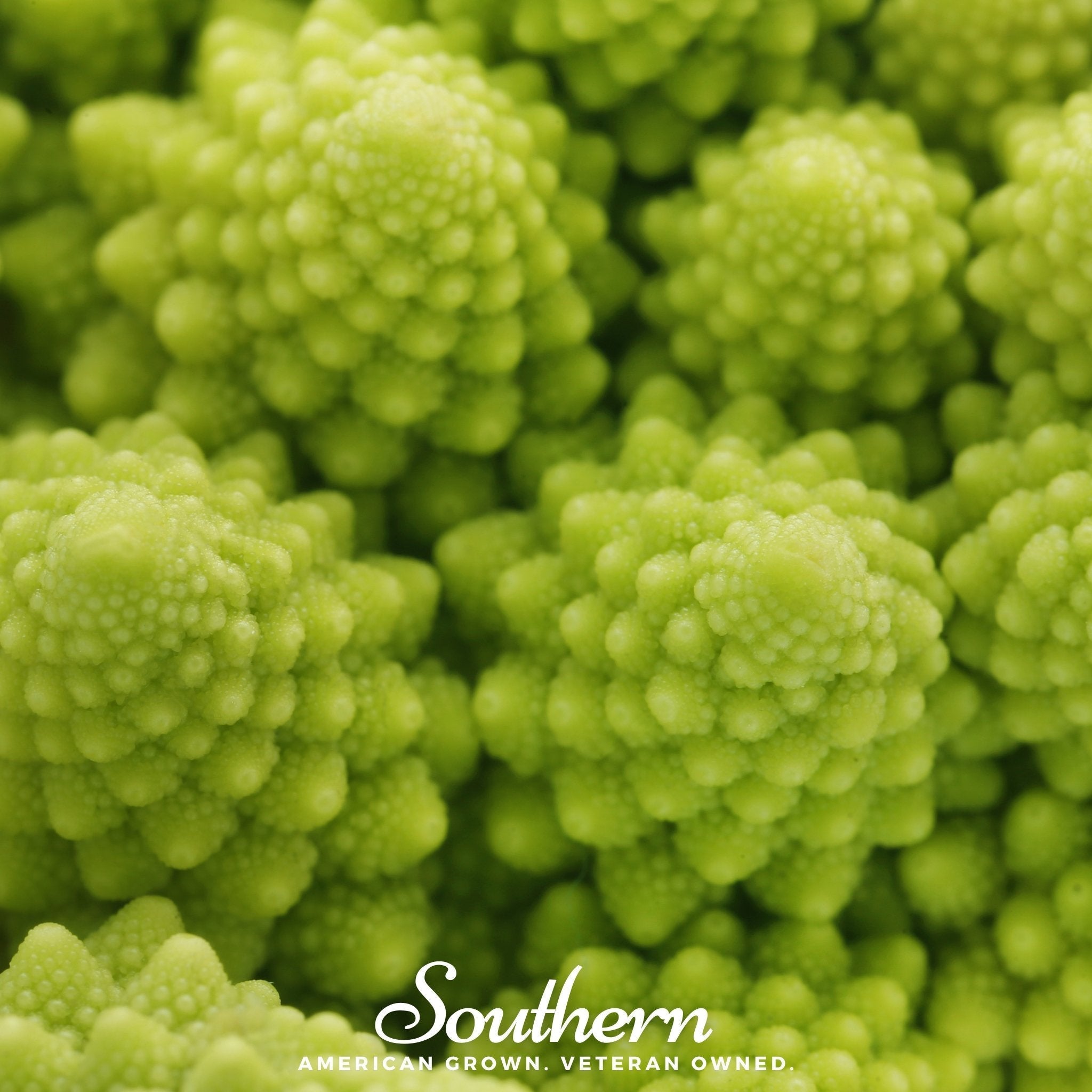 Romanesco Broccoli – 100 Seeds