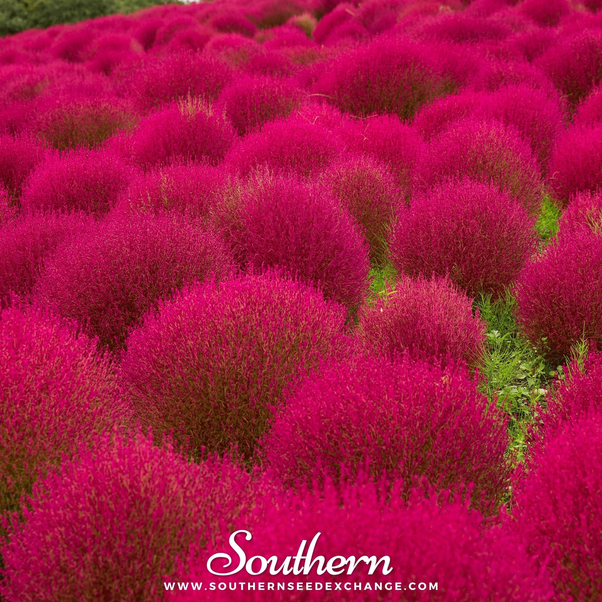 Burning Bush – 100 Seeds