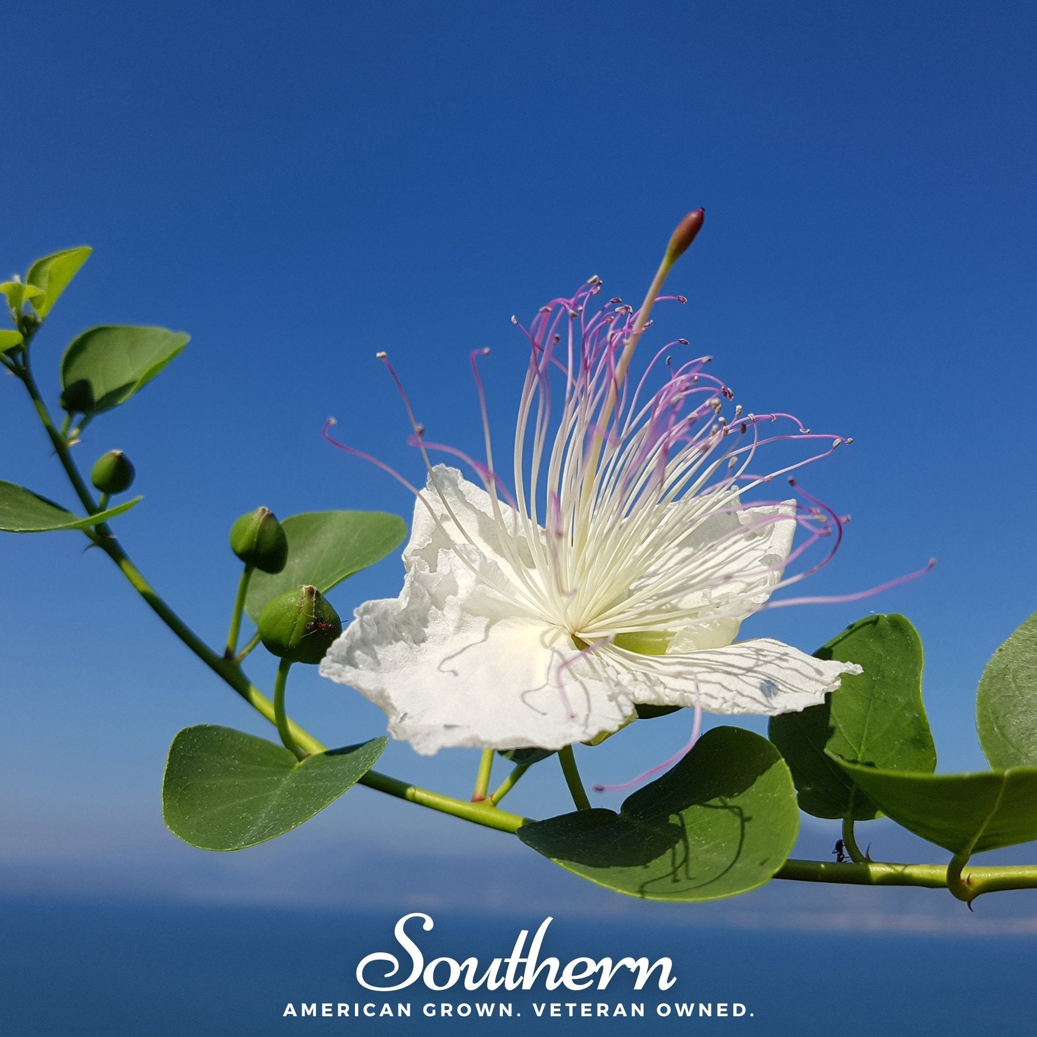 Caper Bush – 10 Seeds