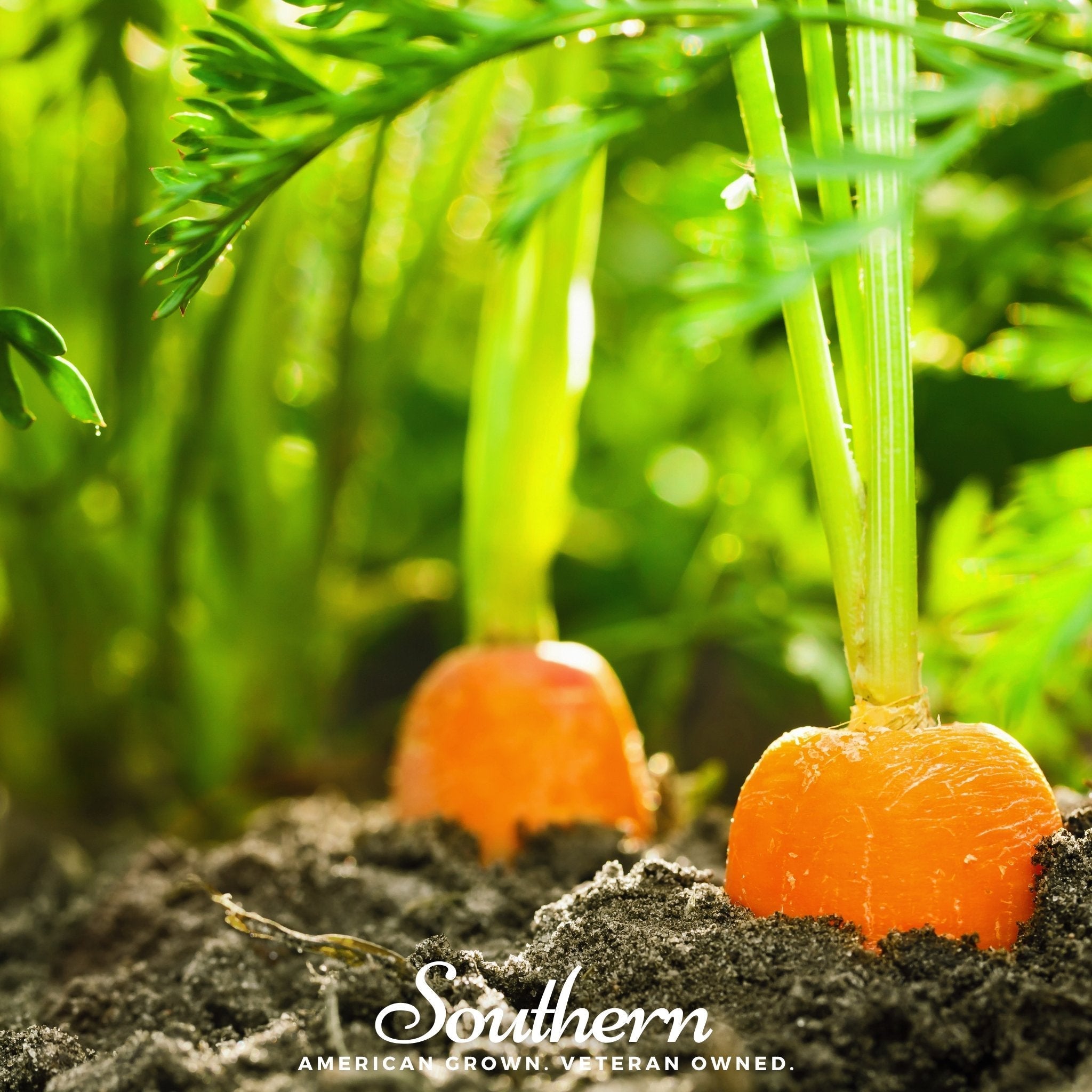 Danvers Carrot – 250 Seeds