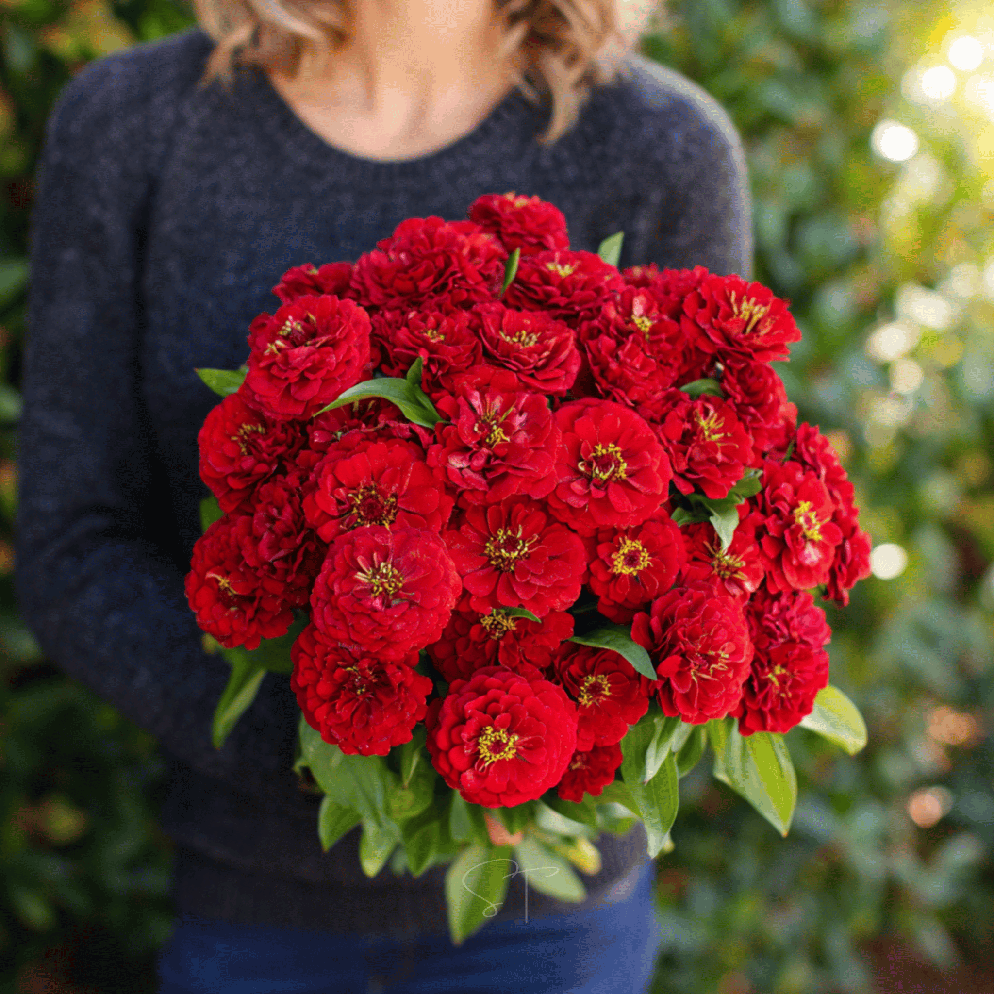 Cherry Queen Zinnia – 100 Seeds