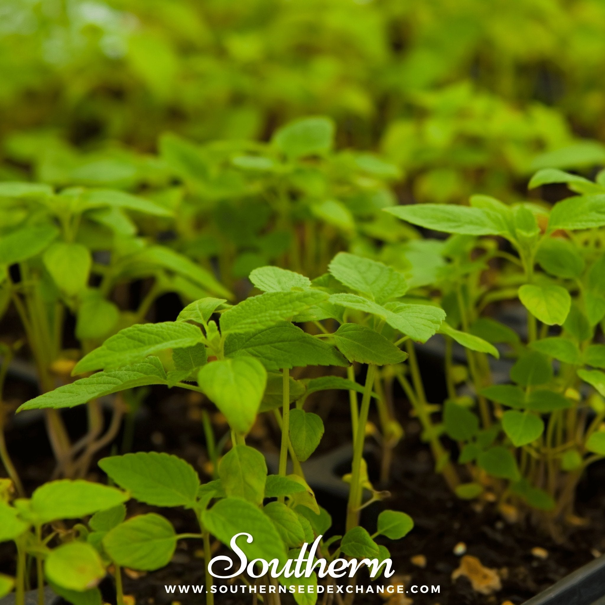 Chia – 250 Seeds