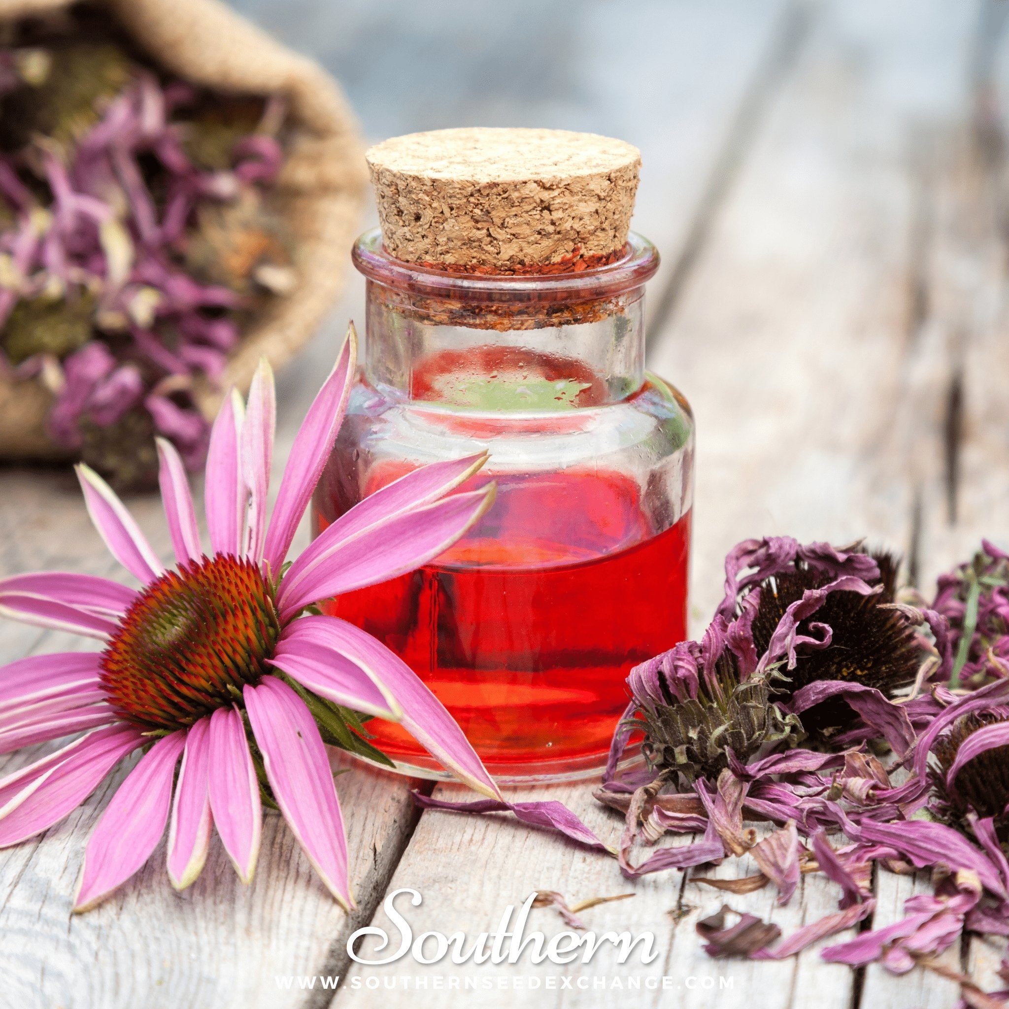 Purple Coneflower (Echinacea) – 100 Seeds