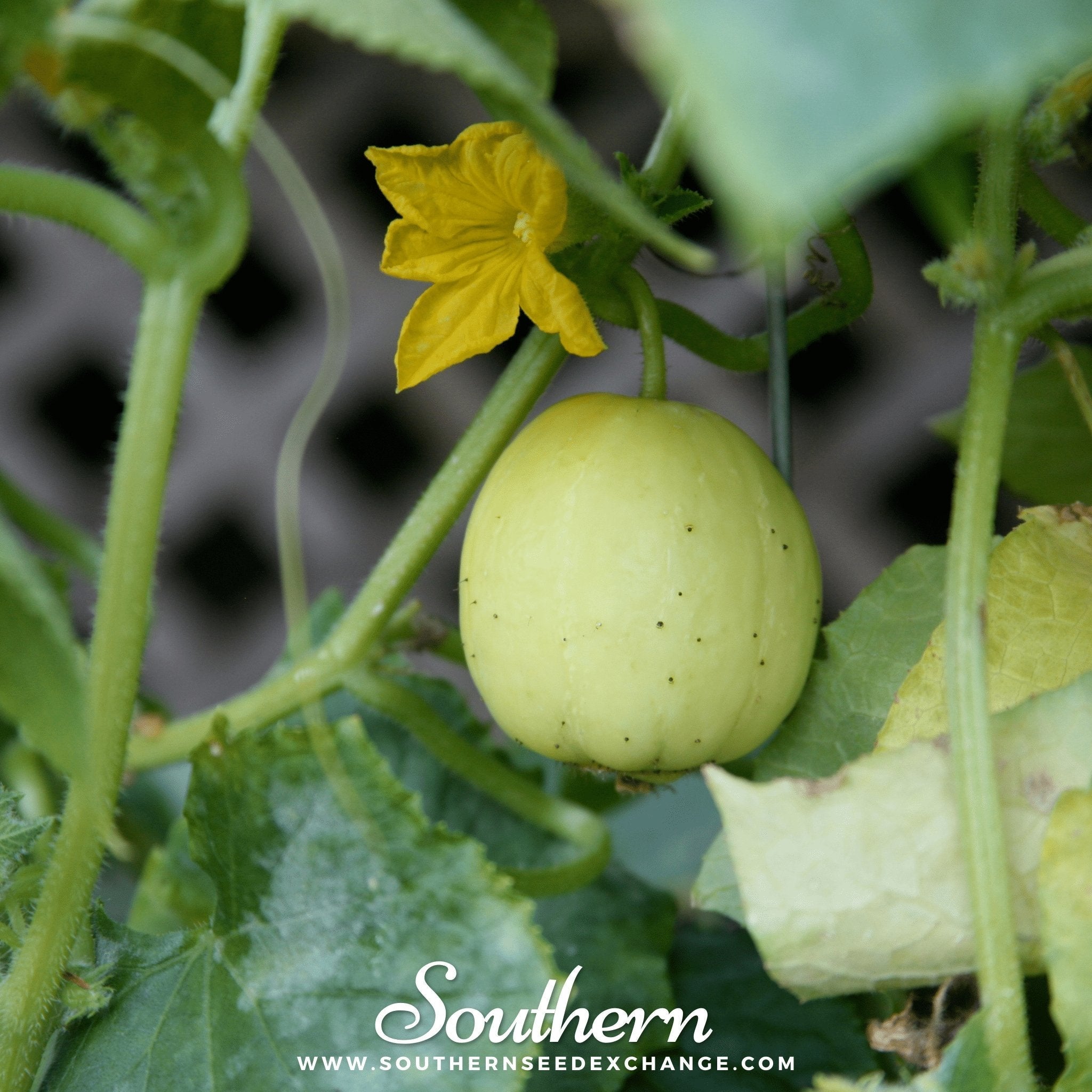 Lemon Cucumber – 30 Seeds