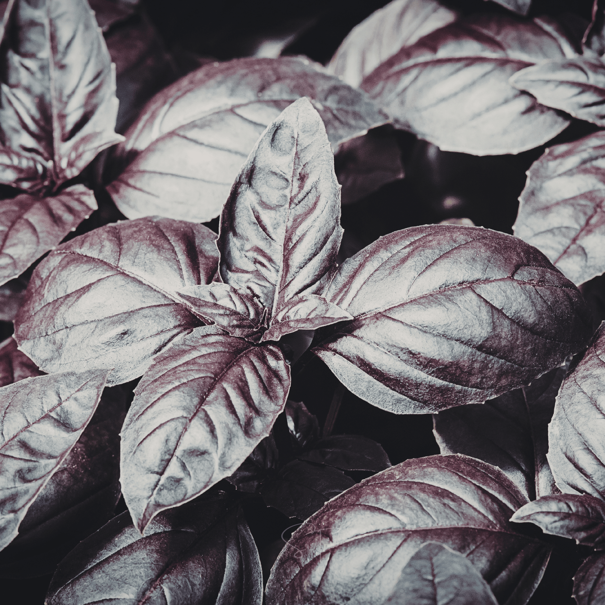 Dark Opal Basil – 250 Seeds
