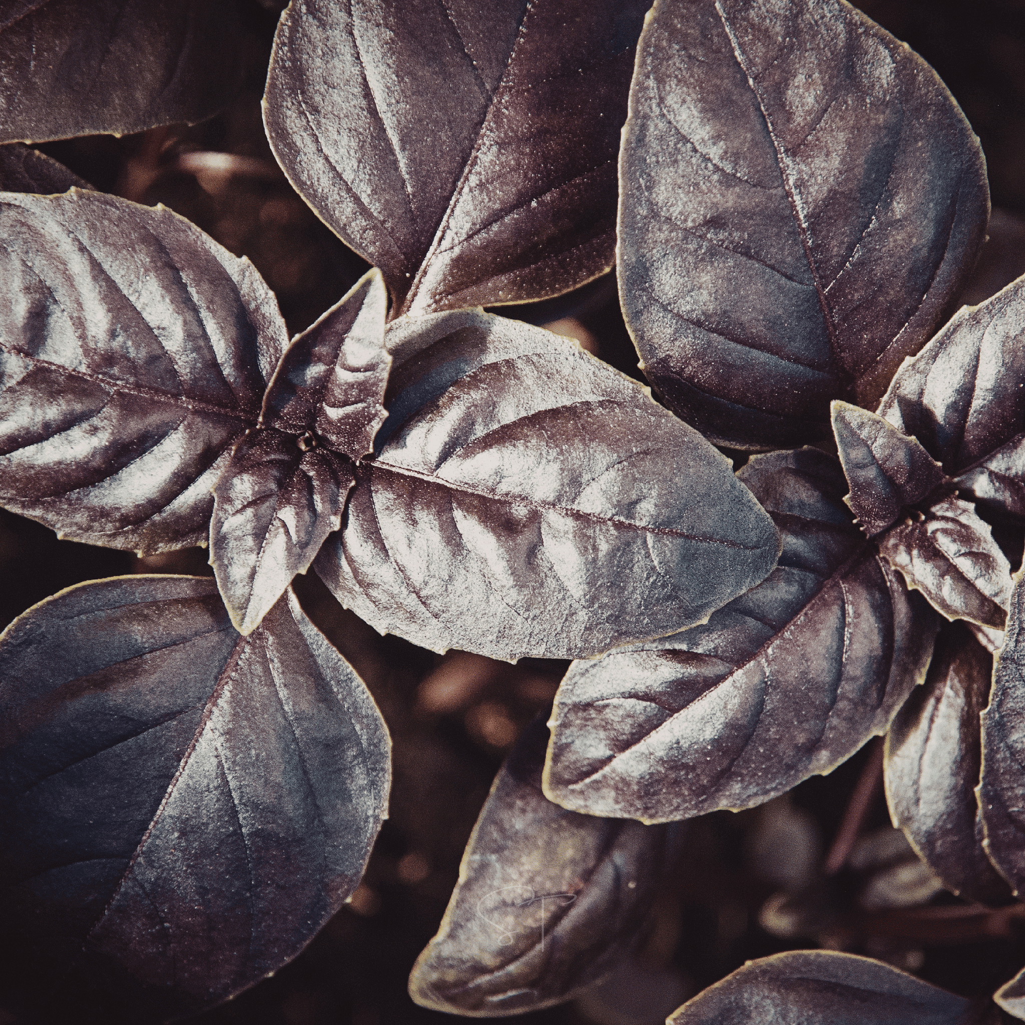 Dark Opal Basil – 250 Seeds