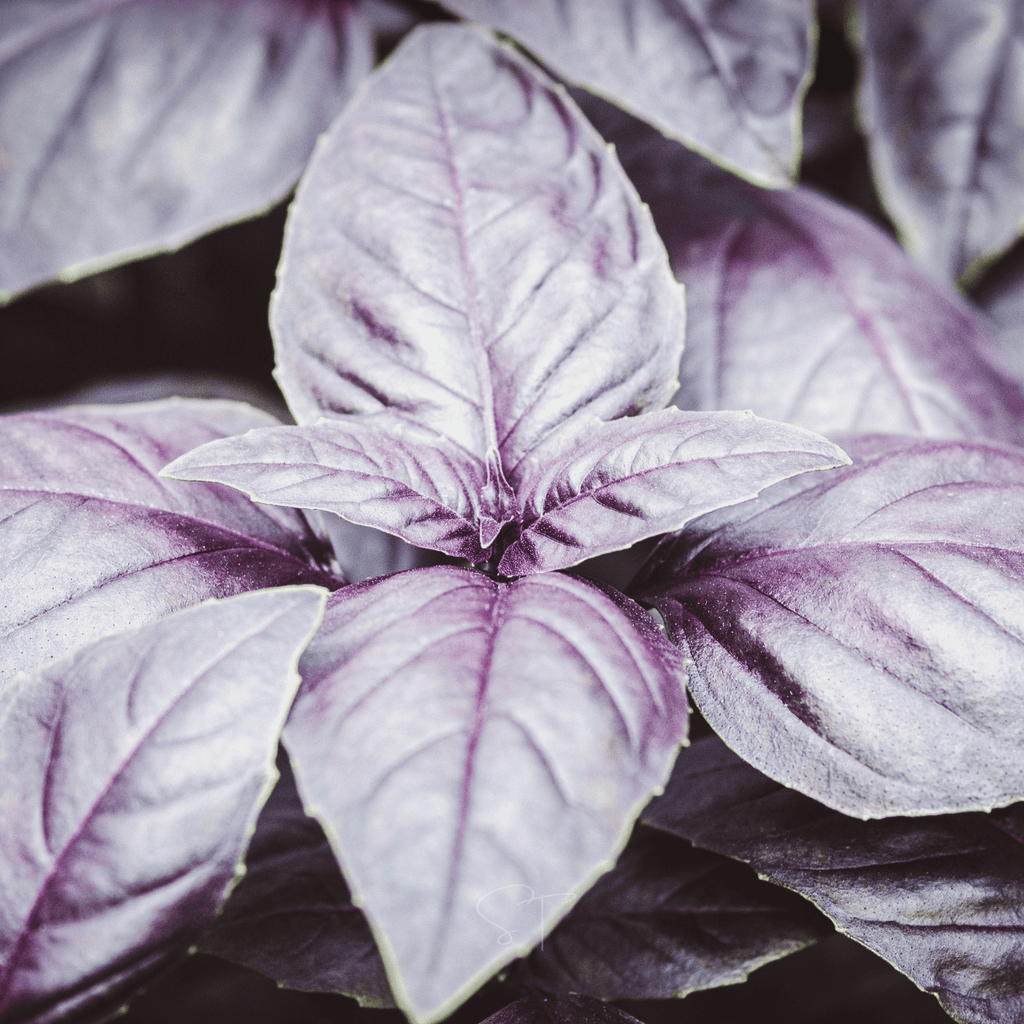 Dark Opal Basil – 250 Seeds