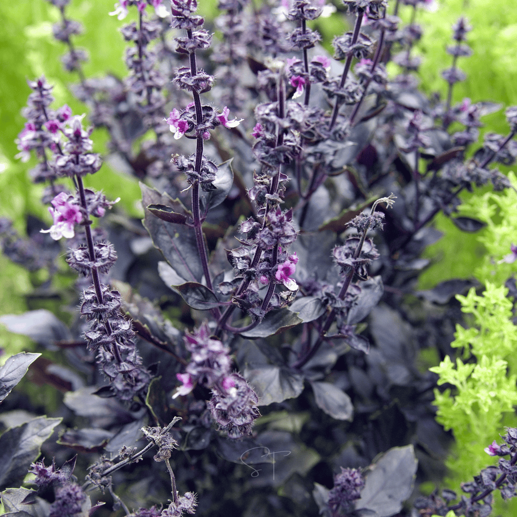 Dark Opal Basil – 250 Seeds
