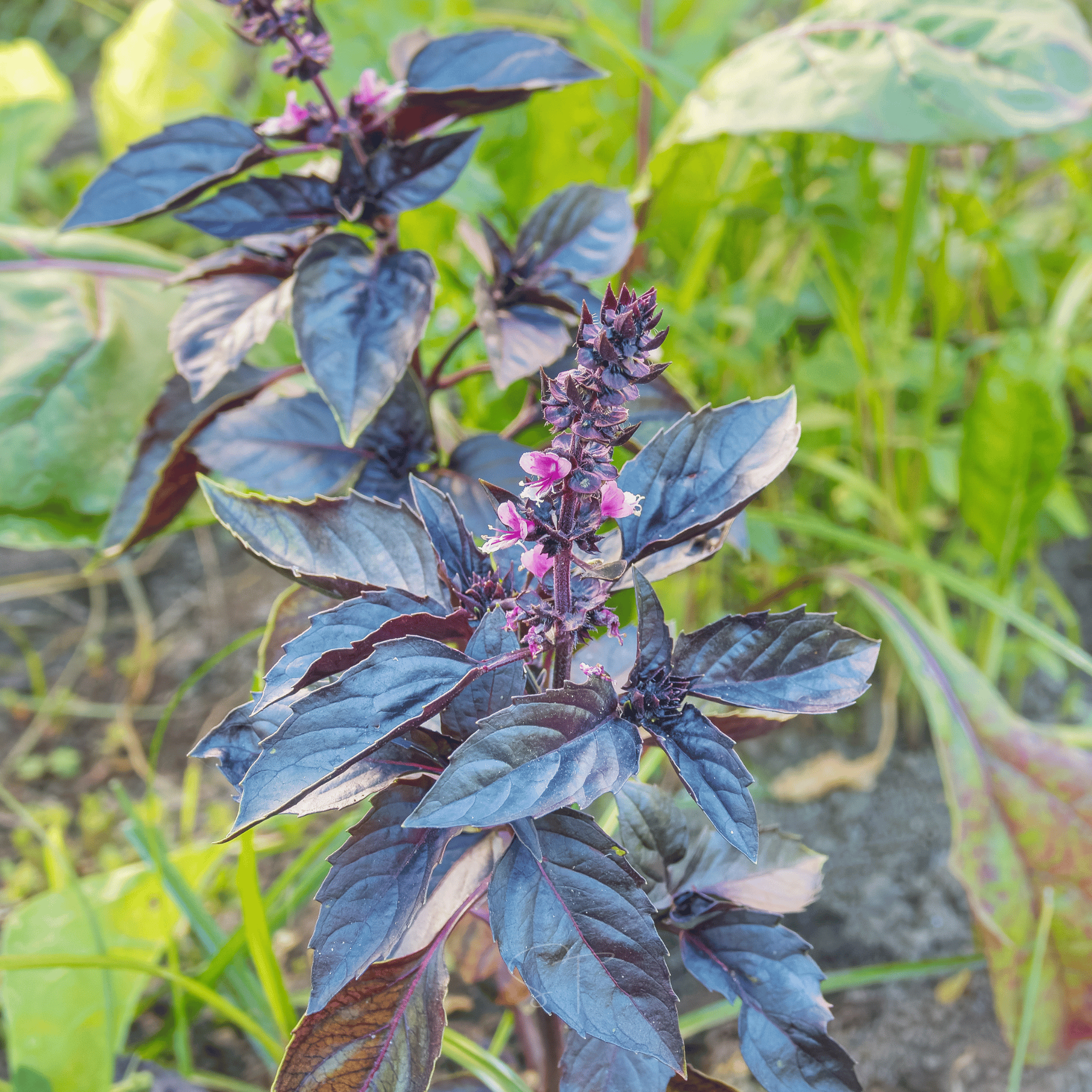 Dark Opal Basil – 250 Seeds