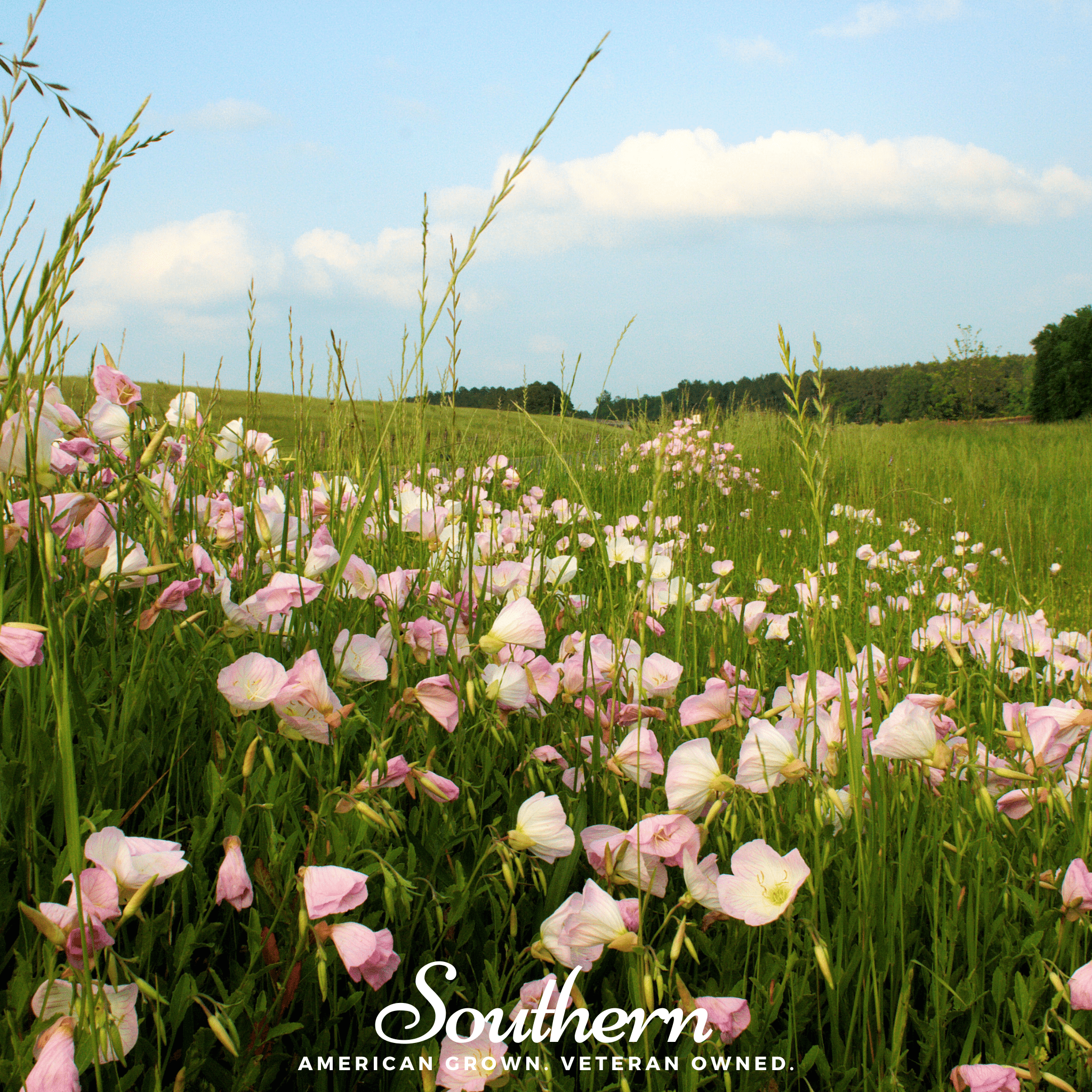 Showy Evening Primrose (Pink Ladies) – 100 Seeds