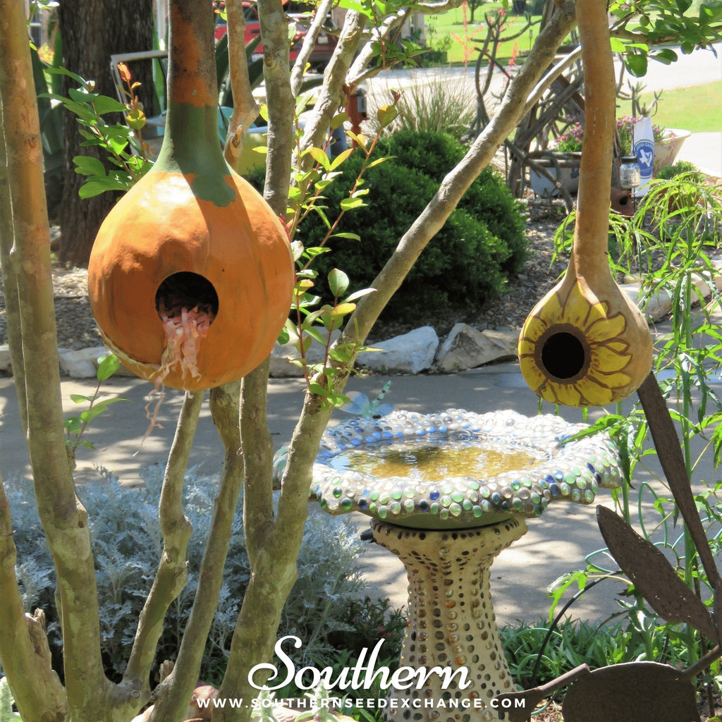 Birdhouse Bottle Gourd – 15 Seeds