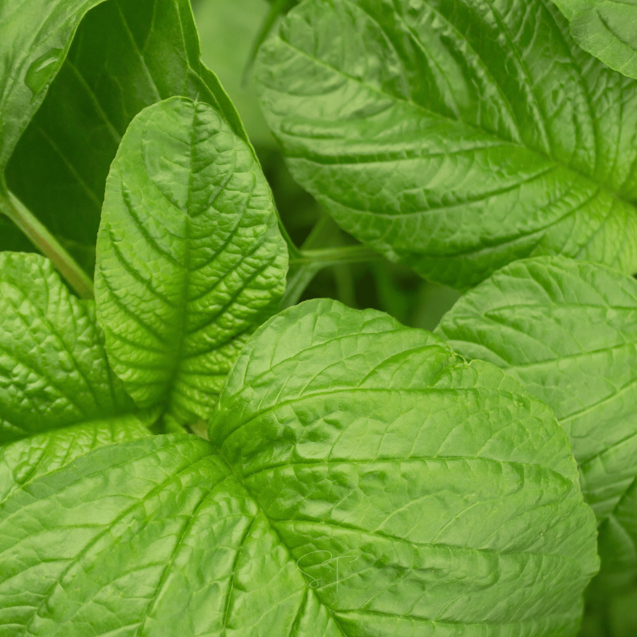 Green Callaloo Amaranth – 100 Seeds