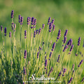 Munstead Lavender – 50 Seeds