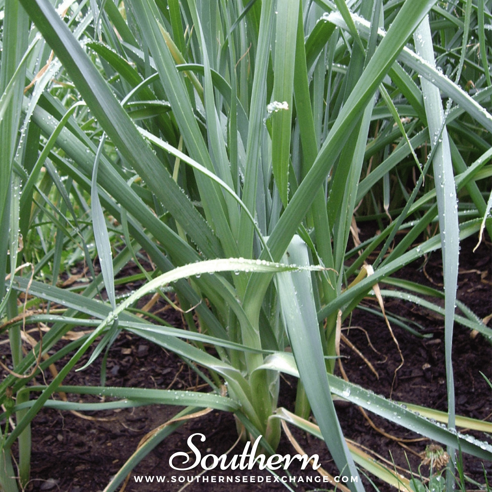 Giant Musselburgh Leek – 200 Seeds