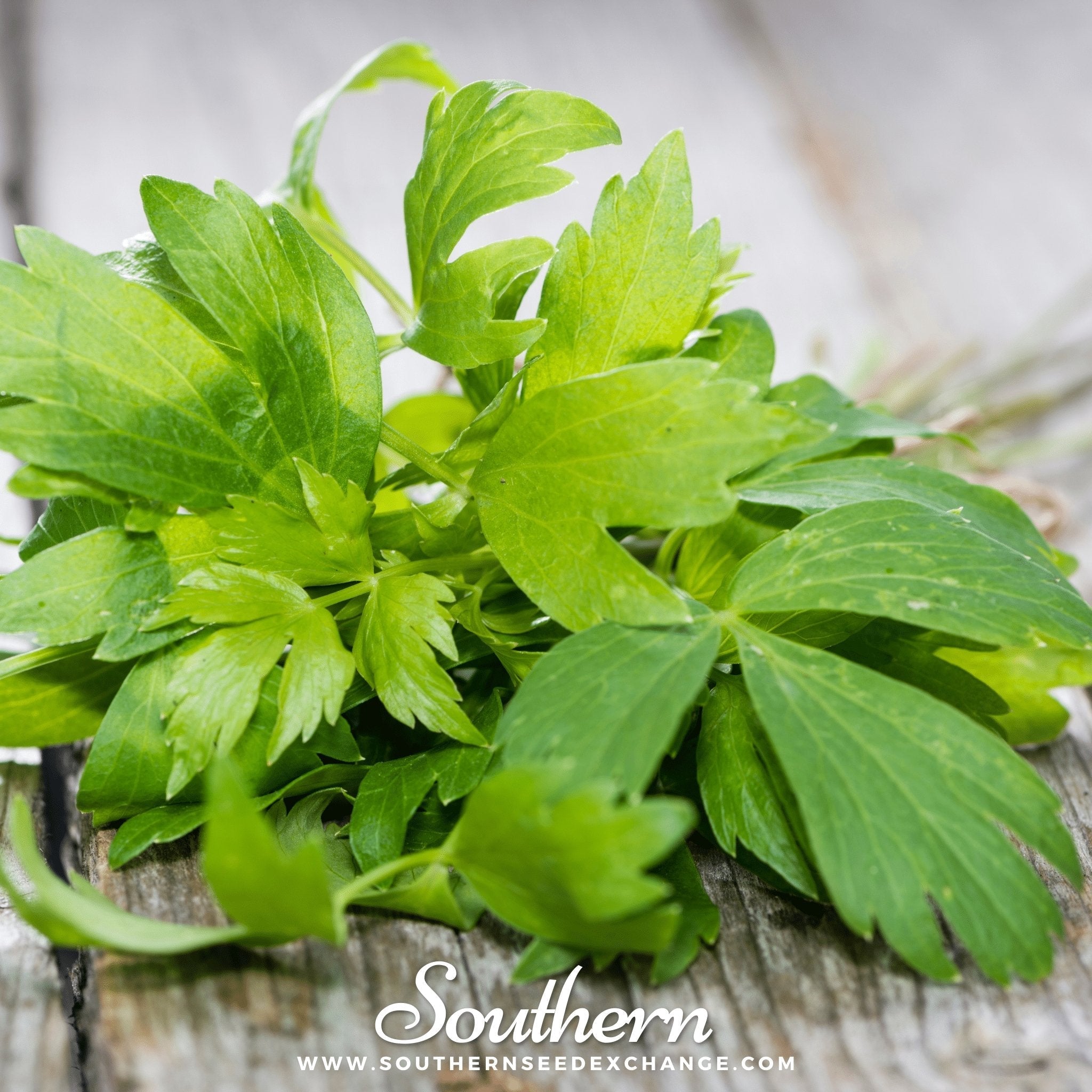 Lovage – 50 Seeds
