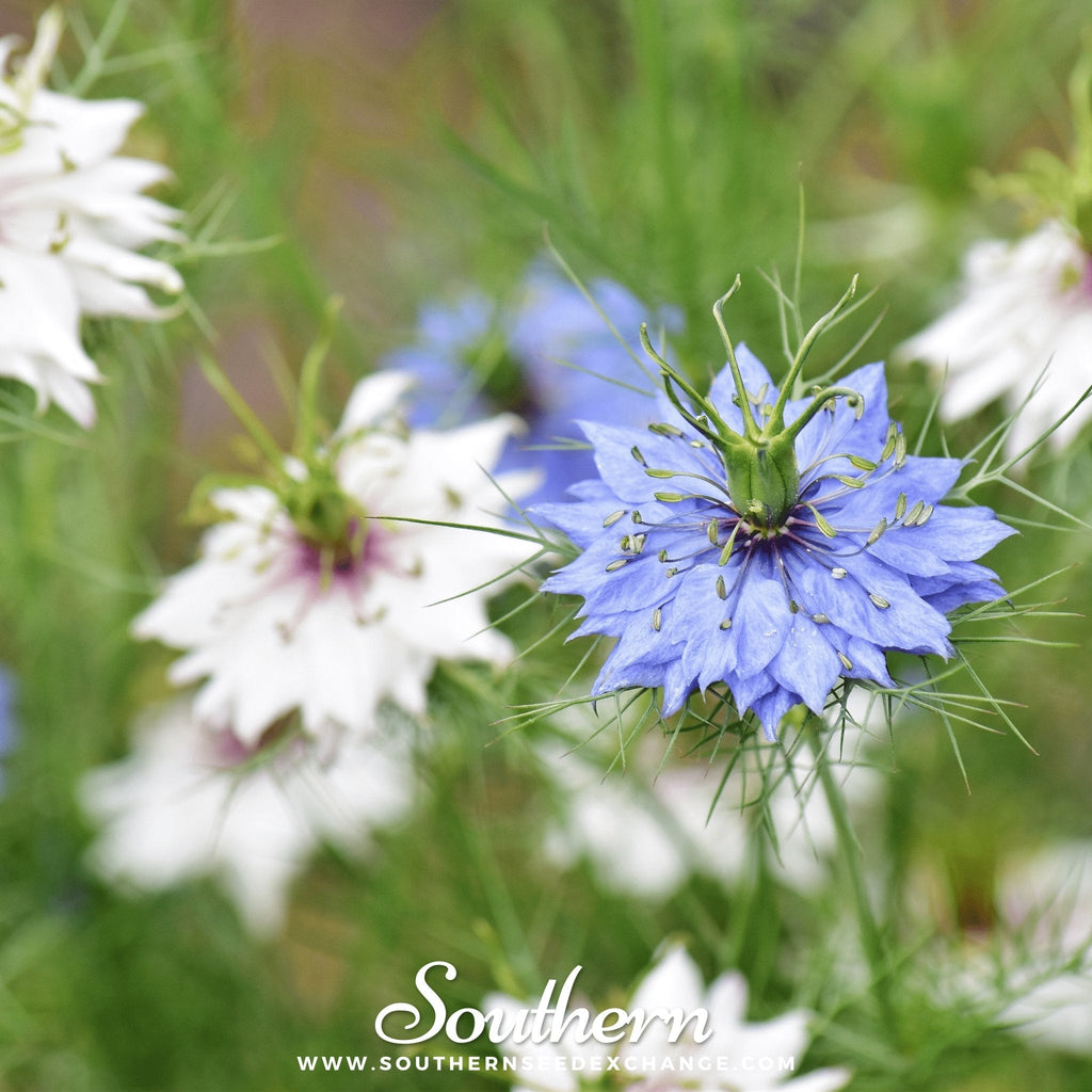 Jewels Mix Love in a Mist – 100 Mixed Seeds