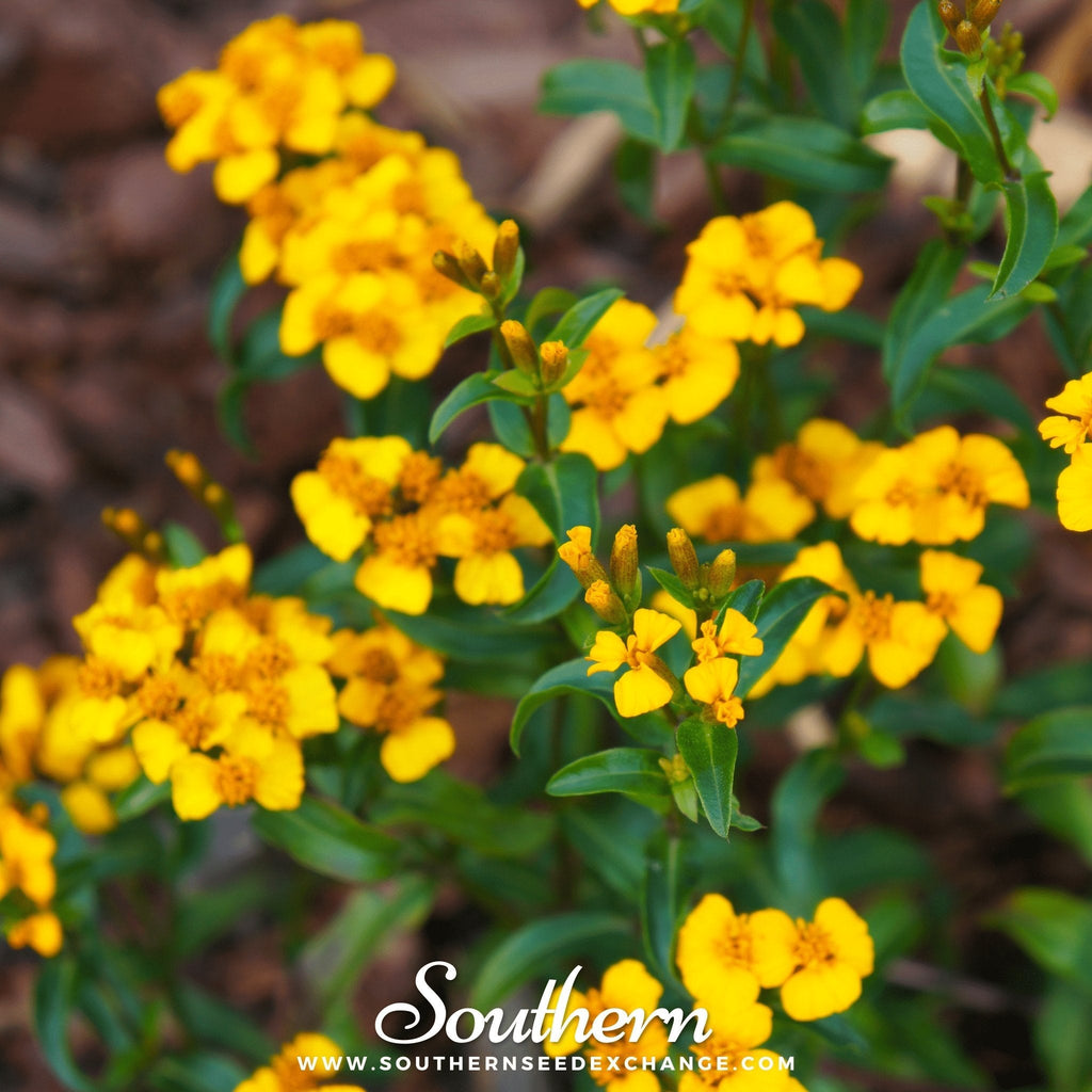 Mexican Mint, Mexican Tarragon – 50 Seeds