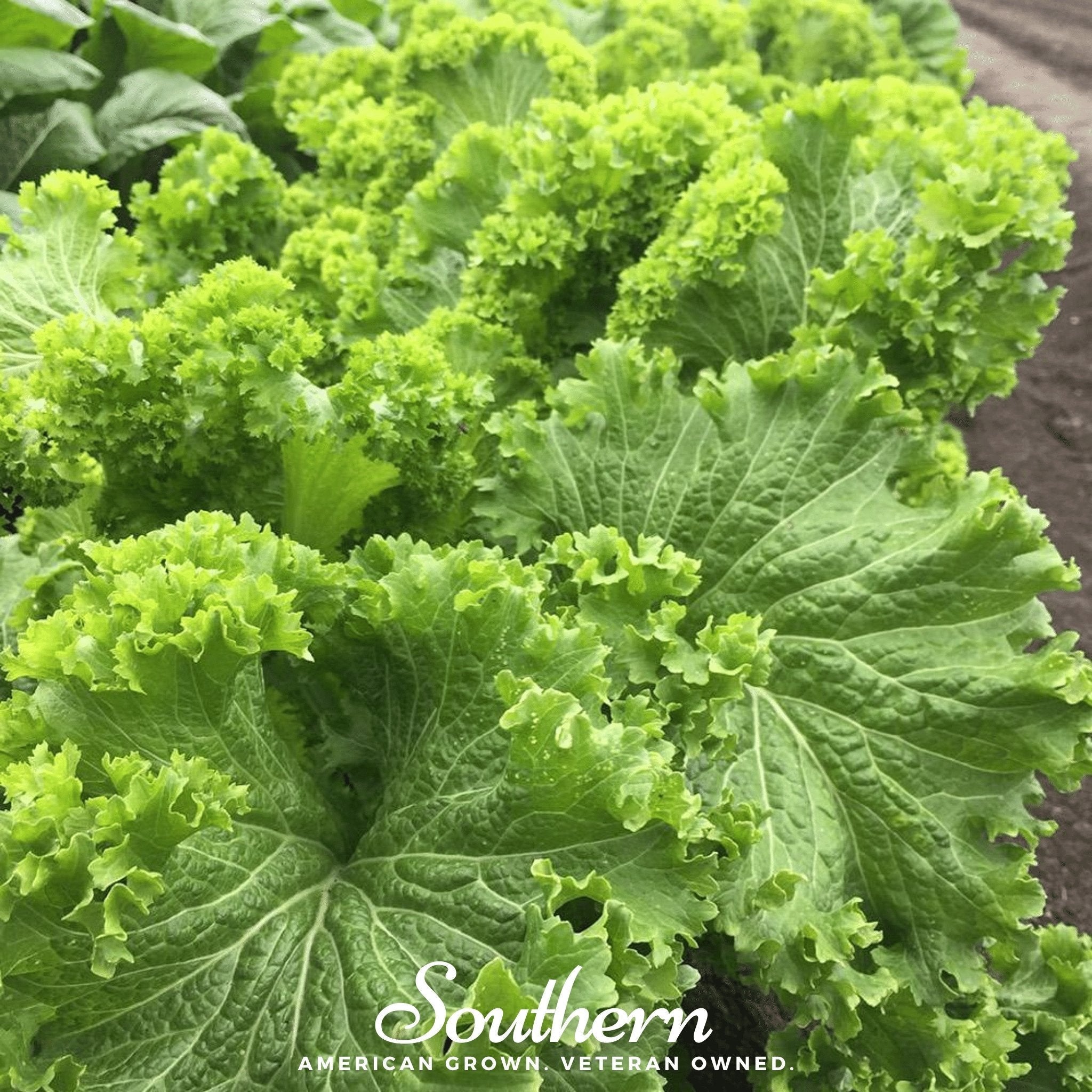 Southern Giant Mustard – 250 Seeds