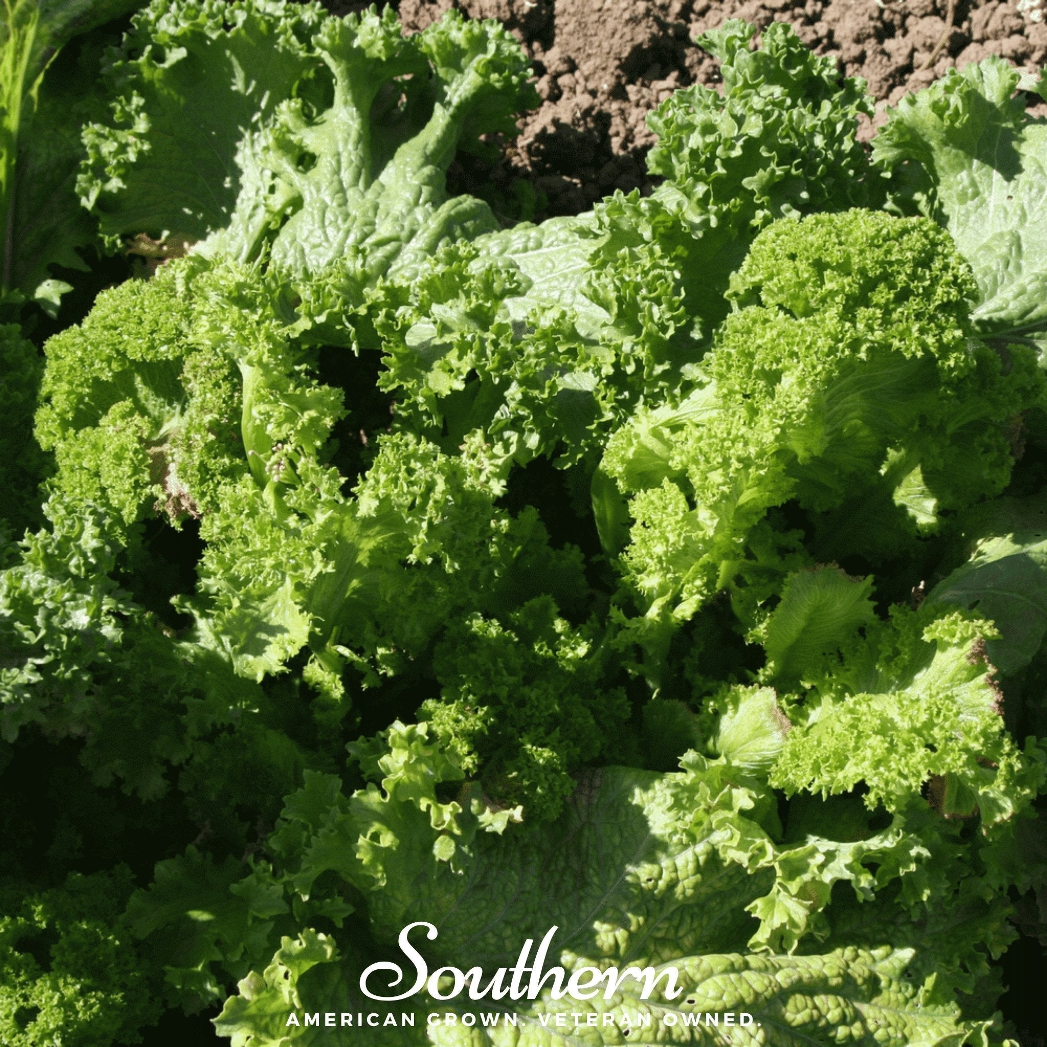 Southern Giant Mustard – 250 Seeds
