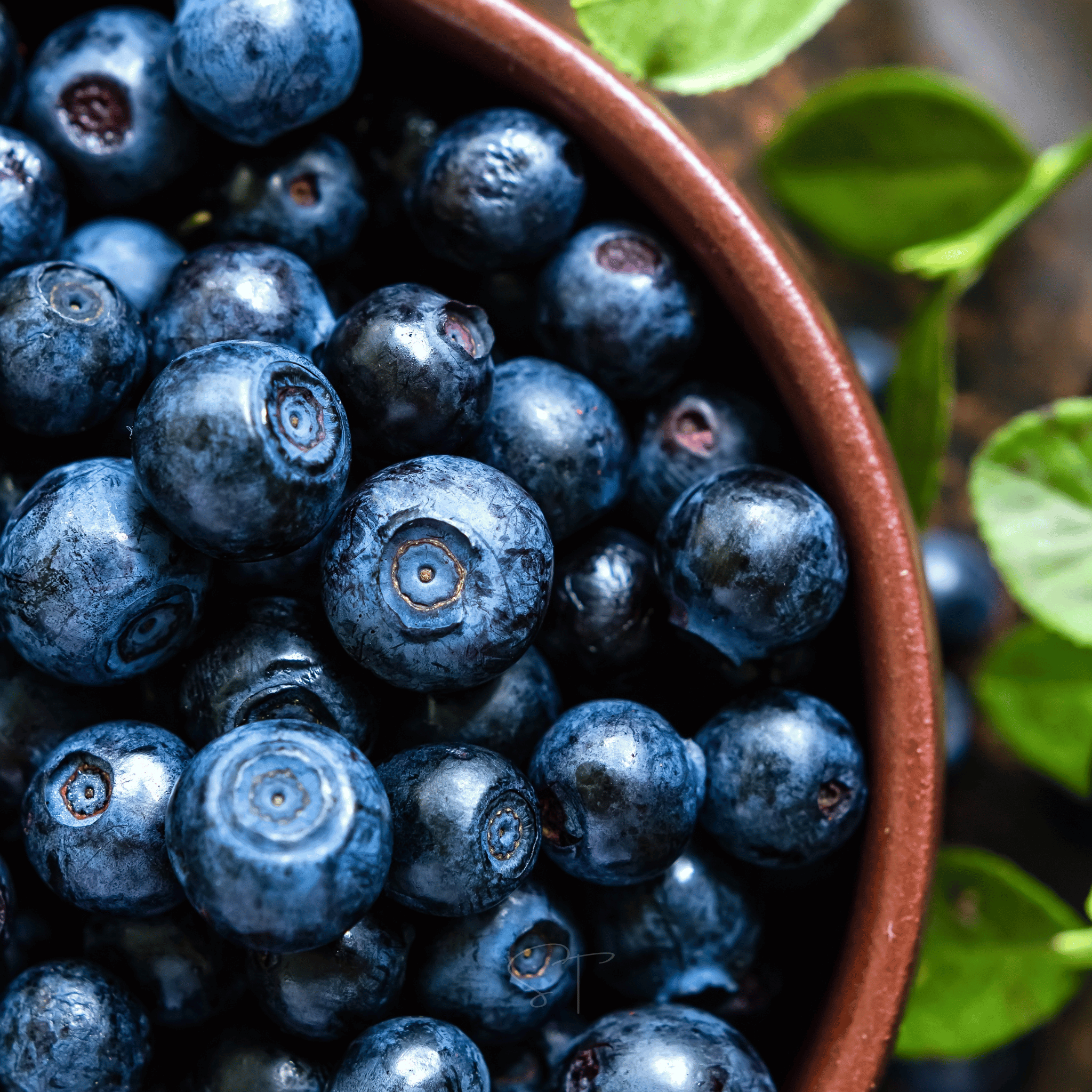 Northern Highbush Blueberry – 50 Seeds