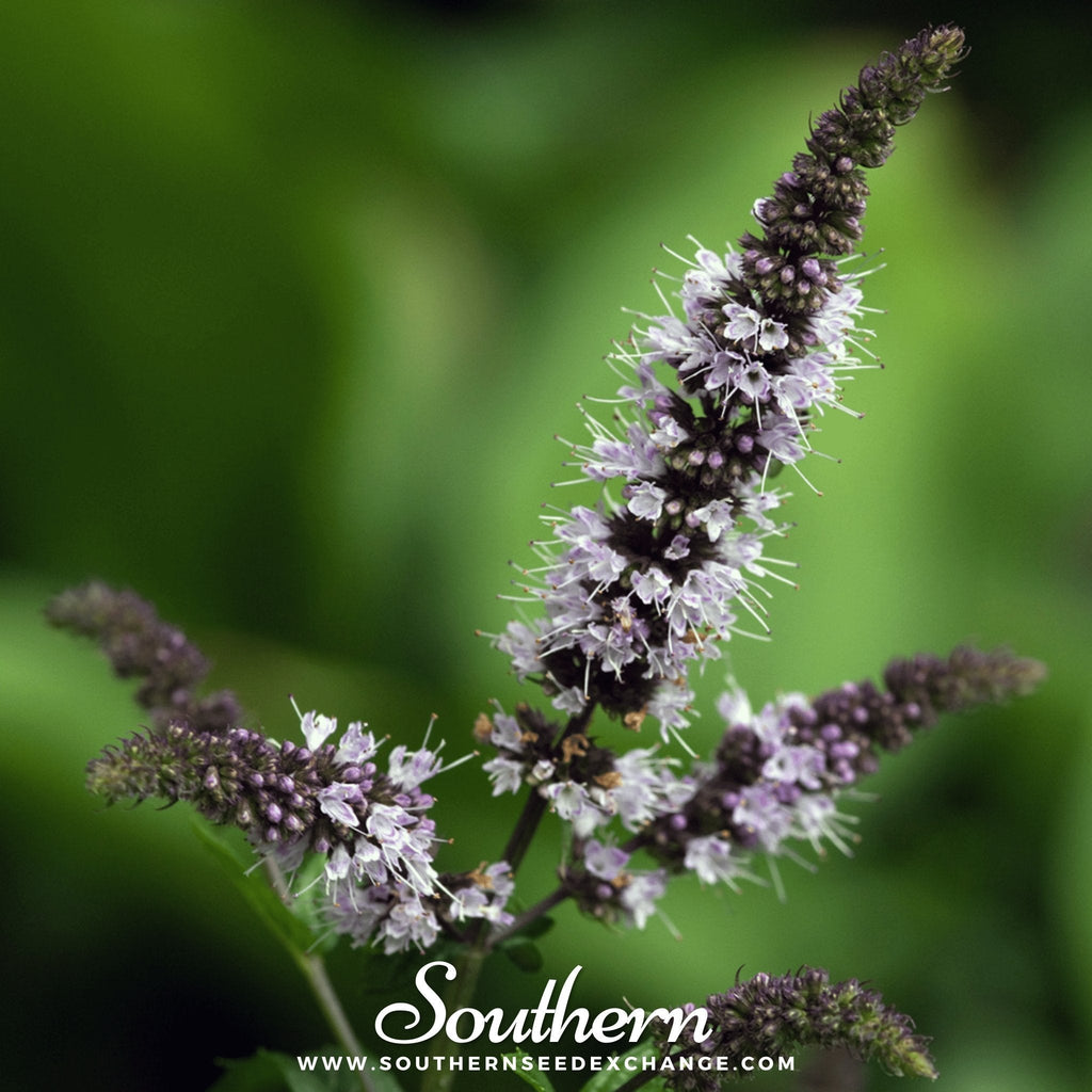 Peppermint – 100 Seeds