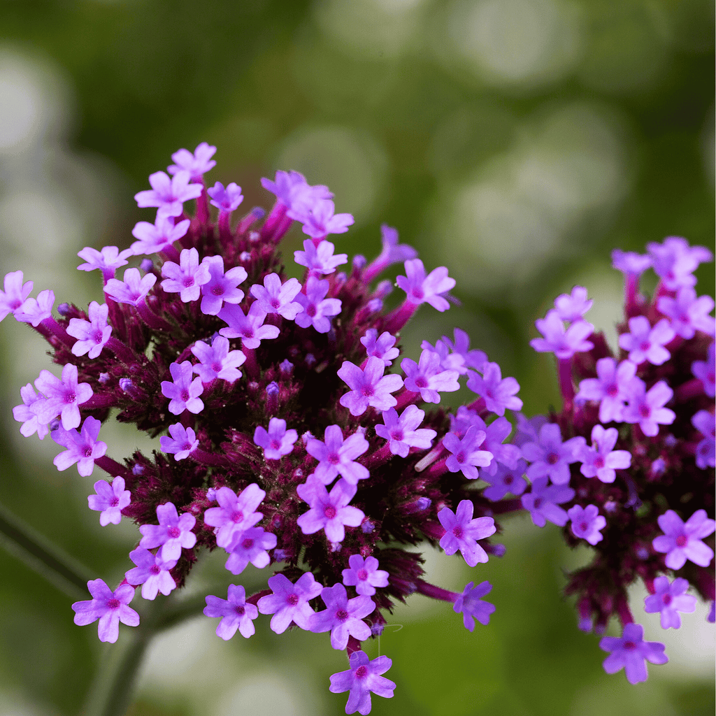 Purple Top Vervain – 100 Seeds