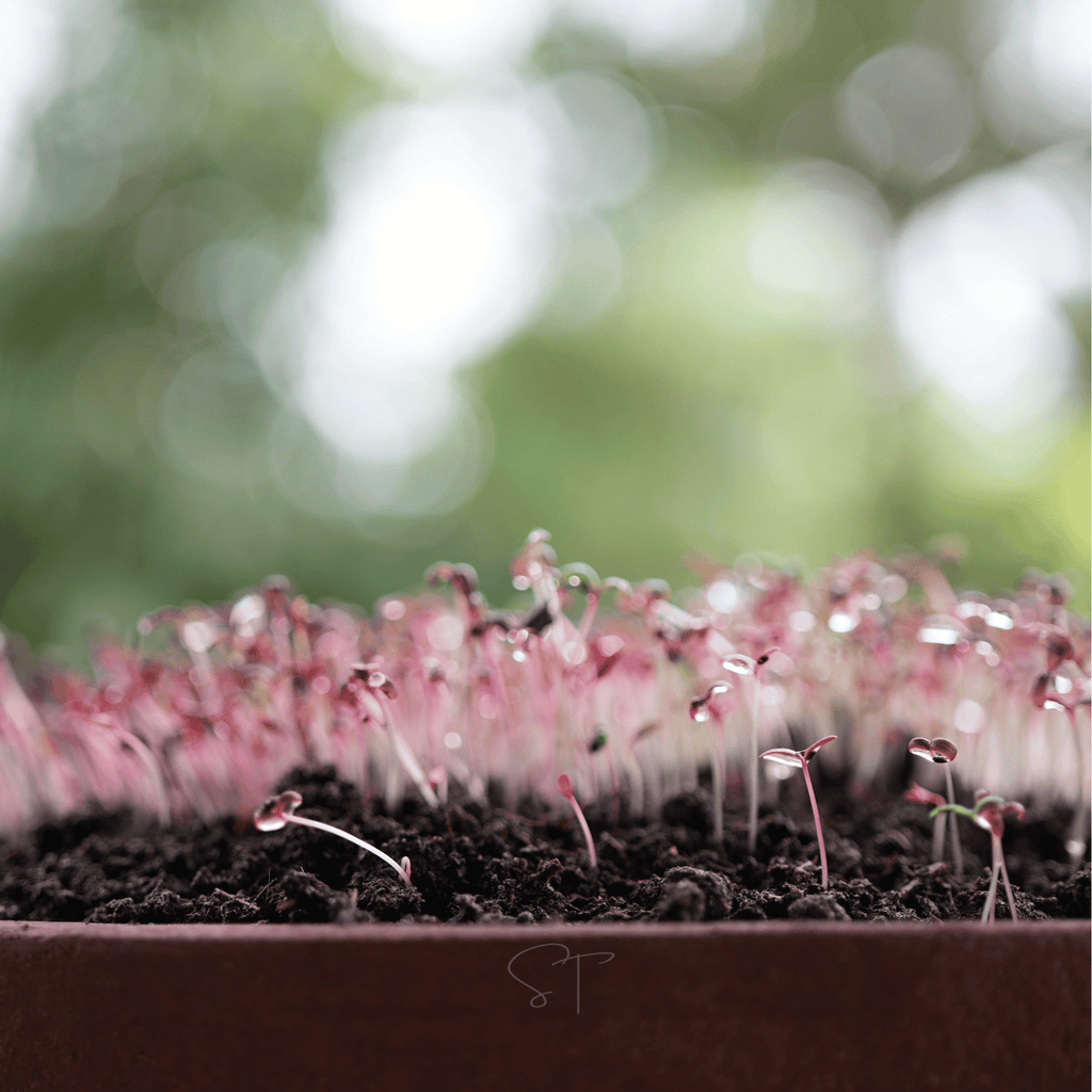 Red Garnet Amaranth – 250 Seeds