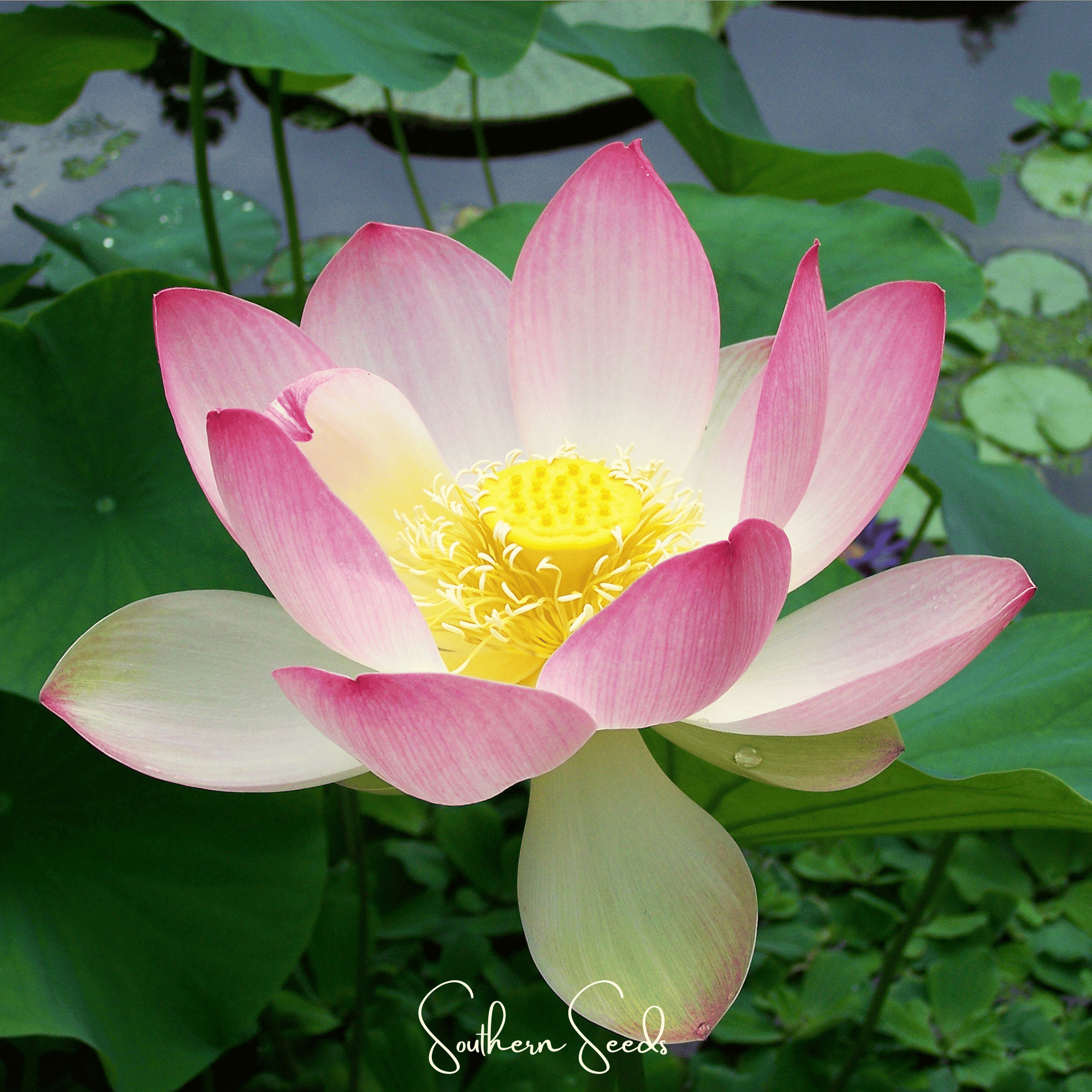 Sacred Lotus (Bonsai) - 5 Seeds