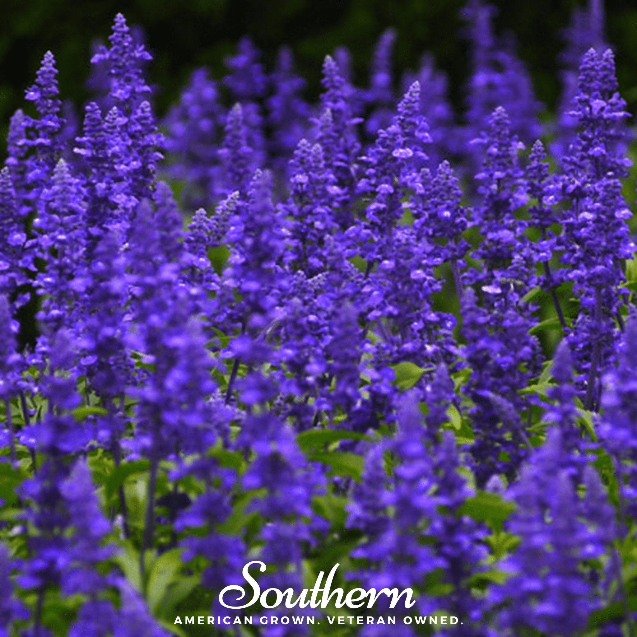 Blue Sage – 100 Seeds