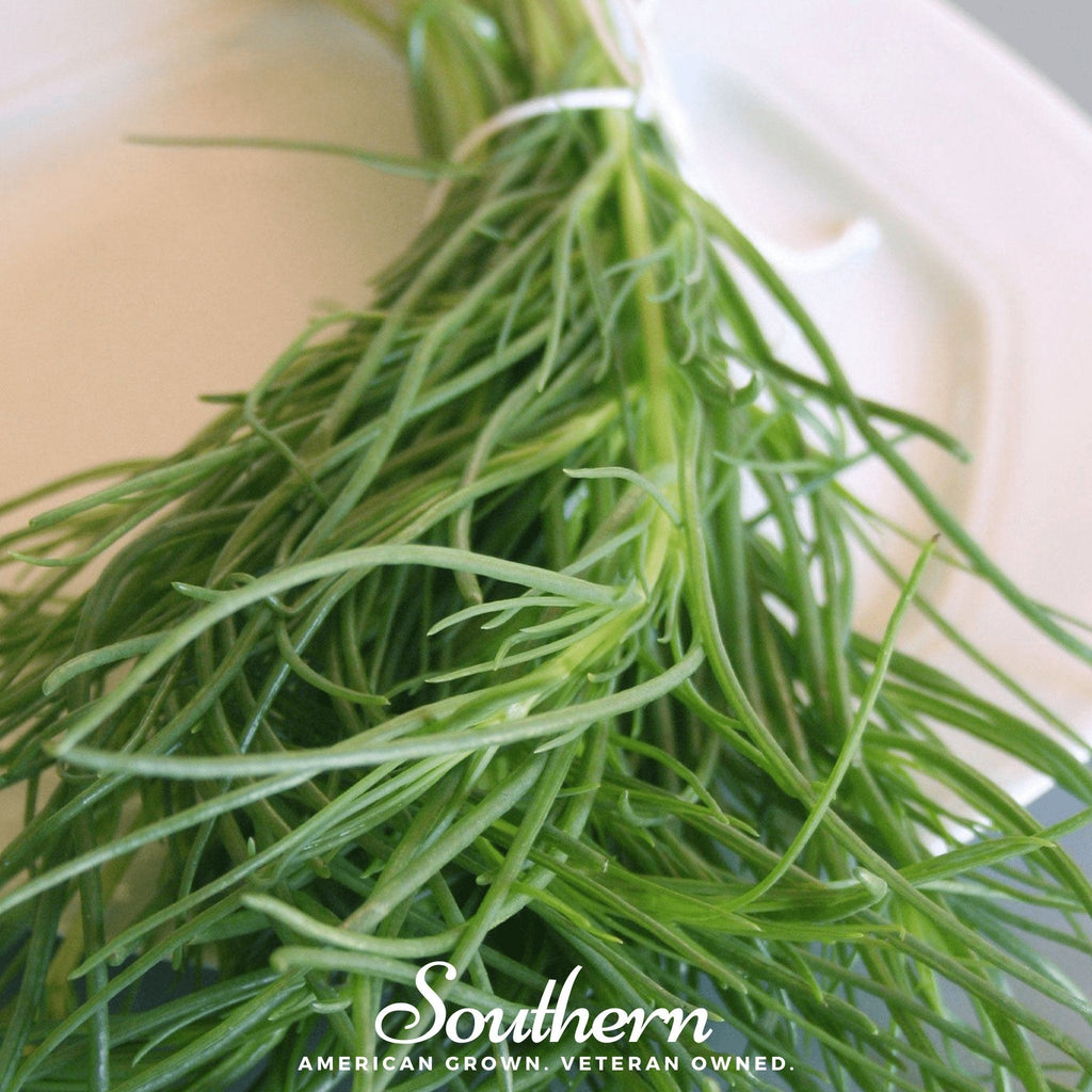 Saltwort – 50 Seeds